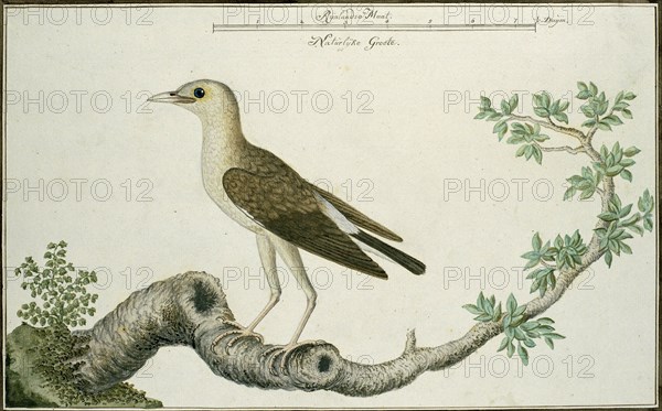 Creatophora cinerea (Wattled starling), 1777-1786. Creator: Robert Jacob Gordon.