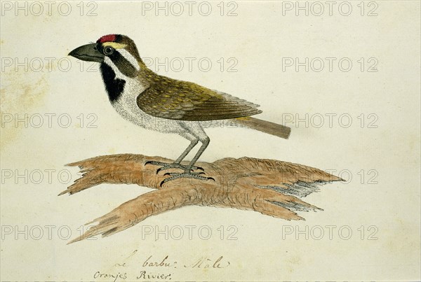 Tricholaema leucelas (Acacia Pied Barbet), 1777-1786. Creator: Robert Jacob Gordon.