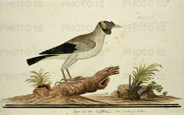 Wattled starling (Creatophora cinerea): a female, 1777-1786. Creator: Robert Jacob Gordon.