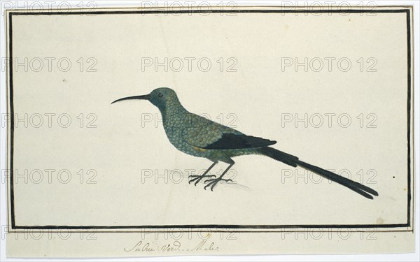 Nectarinia famosa (Malachite sunbird), 1777-1786. Creator: Robert Jacob Gordon.