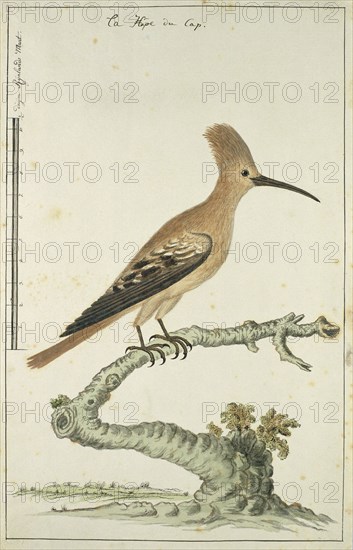 Upupa africana (Hoopoe), 1777-1786. Creator: Robert Jacob Gordon.