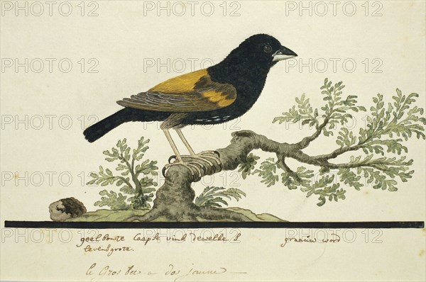 Euplectes capensis (Yellow bishop), 1777-1786. Creator: Robert Jacob Gordon.