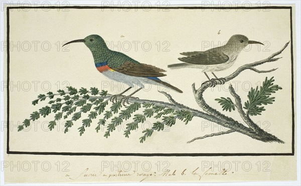 Nectarinia afra (Greater double-collared sunbird), 1777-1786. Creator: Robert Jacob Gordon.