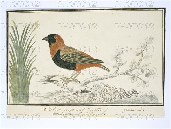 Euplectes orix (Southern red bishop), 1777-1786. Creator: Robert Jacob Gordon.