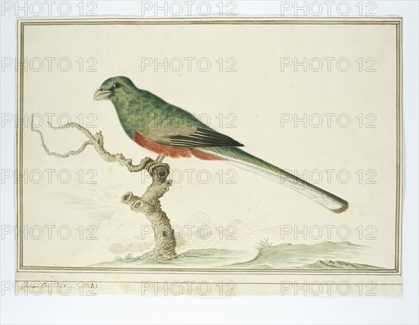 Apaloderma narina (Narina Trogon), 1777-1786. Creator: Robert Jacob Gordon.