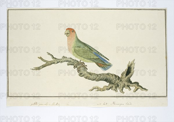 Agapornis roseicollis (Rosy-faced lovebird), 1777-1786. Creator: Robert Jacob Gordon.
