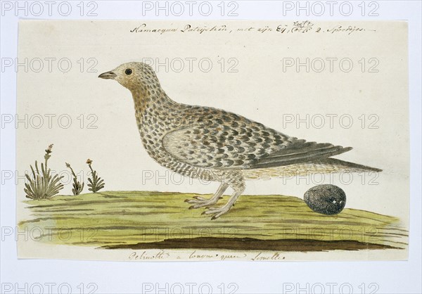 Pteroclurus namaqua (Namaqua sandgrouse), c.1778. Creator: Robert Jacob Gordon.