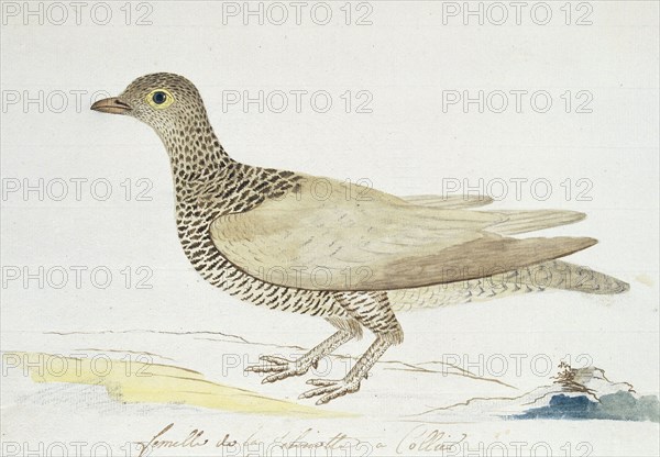 Pteroclurus bicinctus (Double-banded sandgrouse), c.1778. Creator: Robert Jacob Gordon.