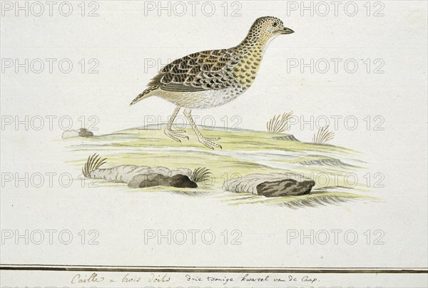 Turnix hottentottus (Fynbos buttonquail), c.1778. Creator: Robert Jacob Gordon.