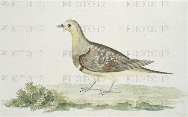 Pterocles namaqua (Namaqua sandgrouse), c.1778. Creator: Robert Jacob Gordon.