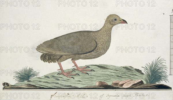 Francolinus capensis (Cape spurfowl or Cape francolin), c.1778. Creator: Robert Jacob Gordon.