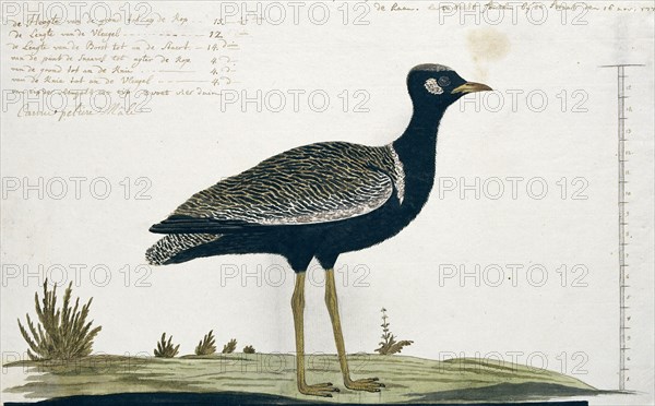 Afrotis afra (Southern black korhaan), 1778. Creator: Robert Jacob Gordon.