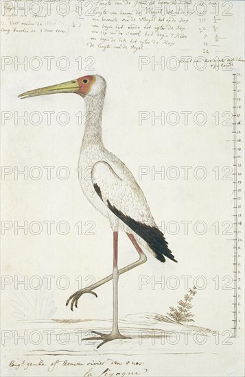 Mycteria ibis (Yellow-billed stork), 1778. Creator: Robert Jacob Gordon.