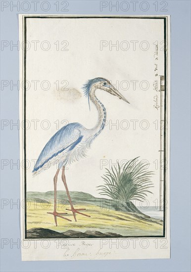 Ardea cincrea (Grey heron), 1777-1786. Creator: Robert Jacob Gordon.