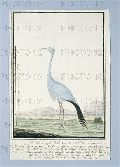 Anthropoides paradisea (Blue crane or Stanley crane), 1777-1786. Creator: Robert Jacob Gordon.
