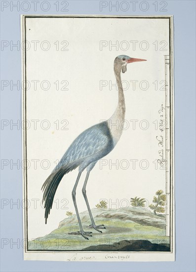Grus carunculatus/ Bugeranus carunculatus (Wattled crane, 1777-1786. Creator: Robert Jacob Gordon.