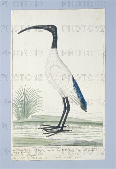 Threskiornis aethiopicus (African sacred ibis), 1778. Creator: Robert Jacob Gordon.
