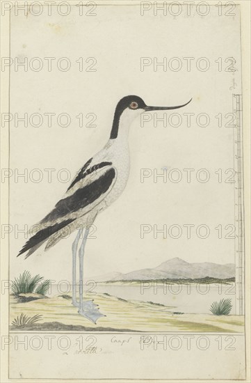 Recurvirostra avosetta (pied avocet), 1777-1786. Creator: Robert Jacob Gordon.