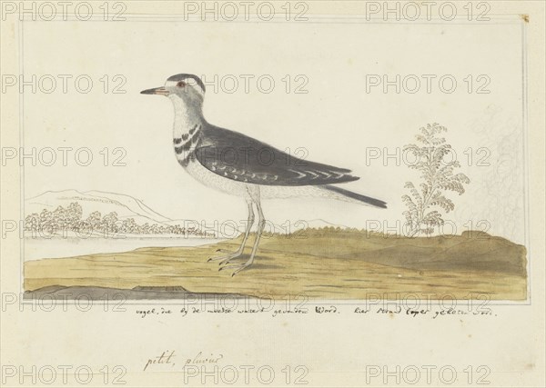 Charadrius tricollaris (Three-banded sandplover), 1777-1786. Creator: Robert Jacob Gordon.