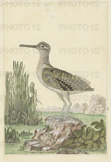 Rostratula benghalensis (Greater painted-snipe), 1777-1786. Creator: Robert Jacob Gordon.