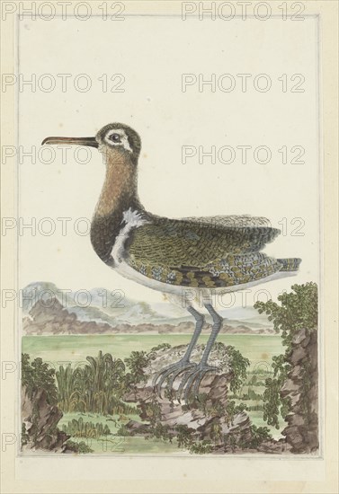 Rostratula benghalensis (Greater painted-snipe), 1777-1786. Creator: Robert Jacob Gordon.