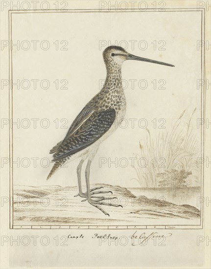 Gallinago nigripennis nigripennis (African snipe), 1777-1786. Creator: Robert Jacob Gordon.