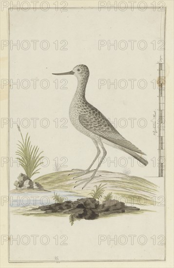 Tringa nebularia (Common greenshank), 1777-1786. Creator: Robert Jacob Gordon.