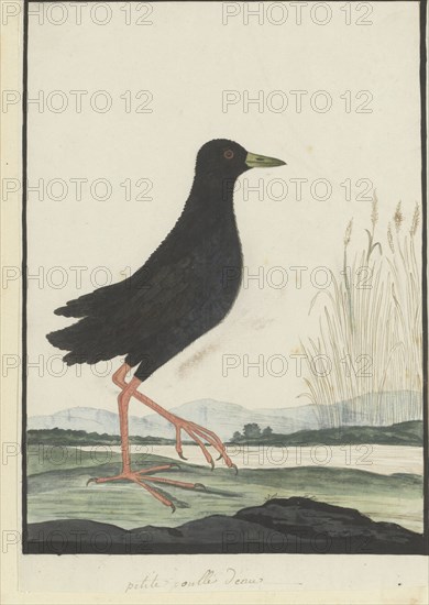 Amaurornis flavirostra (Black crake), 1777-1786. Creator: Robert Jacob Gordon.