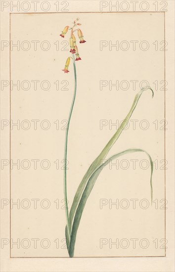 Hyacinth, 1746-1811. Creator: Vincent Jansz. van der Vinne.