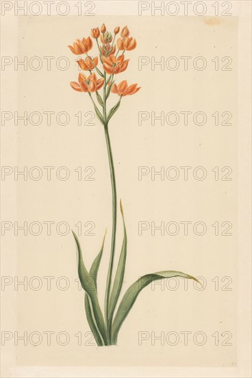 Southern wind lily, 1779. Creator: Vincent Jansz. van der Vinne.