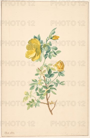 Branch of a yellow rose (rosa lutea), c.1775-c.1825. Creator: Willem van Leen.