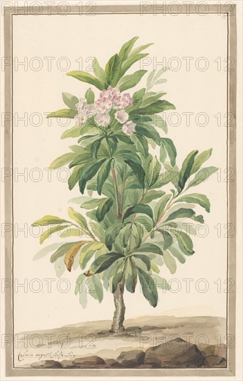 Narrow -leaf spoon tree in landscape (Kalmia Angustifolio), c.1775-c.1825. Creator: Willem van Leen.