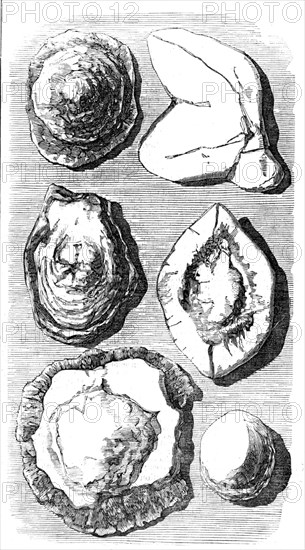 Specimens of Fossils recently found at Tingewick, Bucks., 1857. Creator: Unknown.