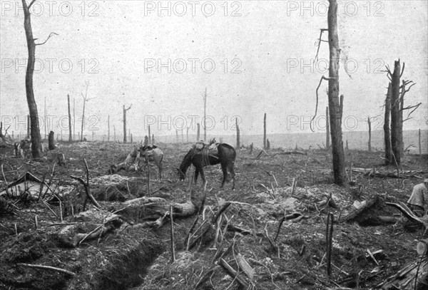 'Sur le rerrain de l'avance Francaise au sud de la Somme; dans le Bois Hache, le bien nomme..., 1916 Creator: Unknown.