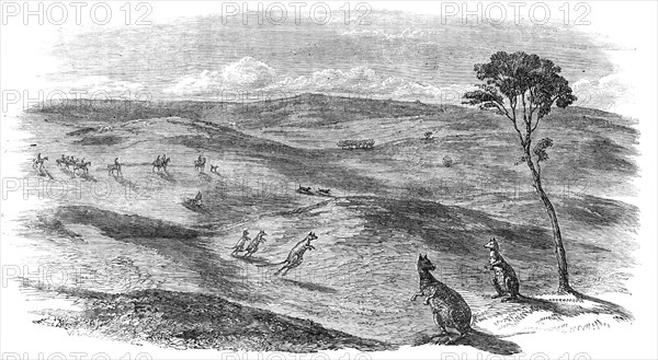 Kangaroo Hunt in Western Australia, 1857. Creator: Unknown.