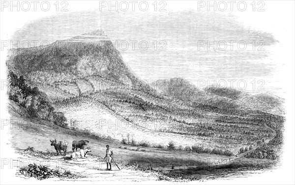 View on a Cocoa Plantation in the Island of Granada, 1857. Creator: Unknown.
