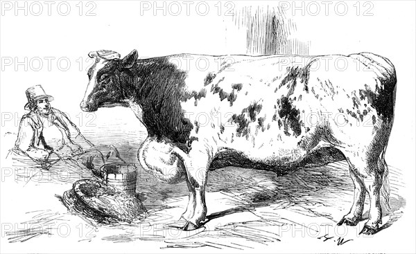 The First Prize Shorthorn Cow, Class 10, No. 89, £25: and Gold and Silver Medals..., 1857. Creator: H. W..