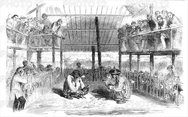 Cock-Fighting at Manilla, 1857. Creator: Unknown.
