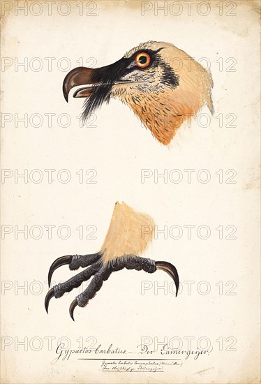 Ornithological Study, c.1800. Creator: Kuhn, G. (active 1795-1825).