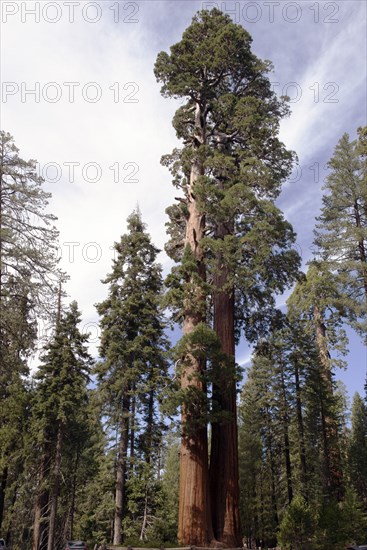 Grant Grove, Kings Canyon, California, USA, 2022. Creator: Ethel Davies.