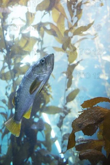 Monterey Bay Aquarium, Monterey, California, USA, 2022. Creator: Ethel Davies.