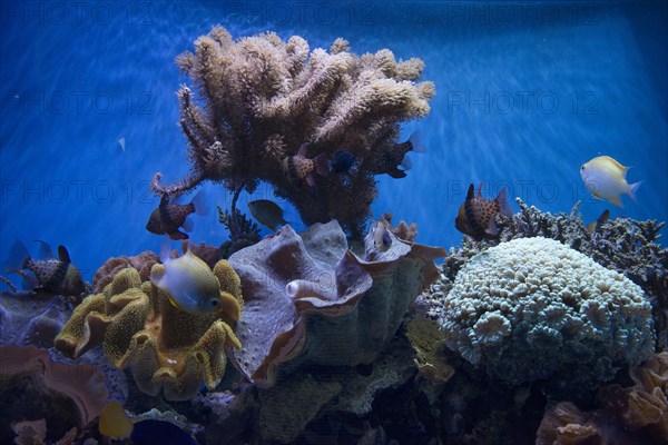 Monterey Bay Aquarium, Monterey, California, USA, 2022. Creator: Ethel Davies.