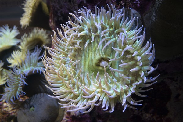 Monterey Bay Aquarium, Monterey, California, USA, 2022. Creator: Ethel Davies.