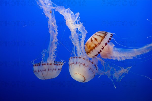 Jellyfish, Monterey Bay Aquarium, Monterey, California, USA, 2022. Creator: Ethel Davies.