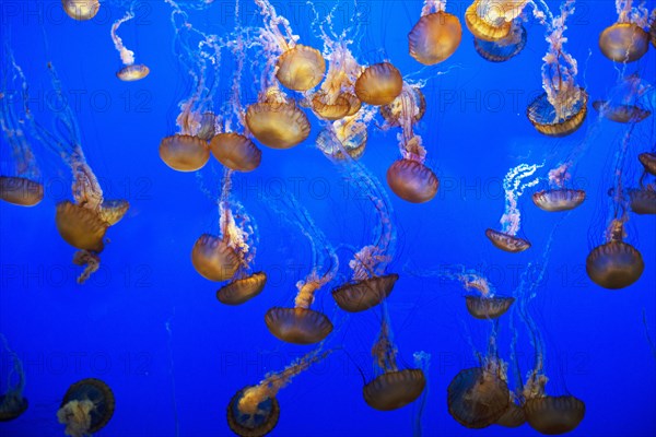 Jellyfish, Monterey Bay Aquarium, Monterey, California, USA, 2022. Creator: Ethel Davies.