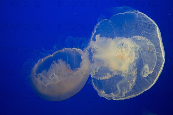 Jellyfish, Monterey Bay Aquarium, Monterey, California, USA, 2022. Creator: Ethel Davies.