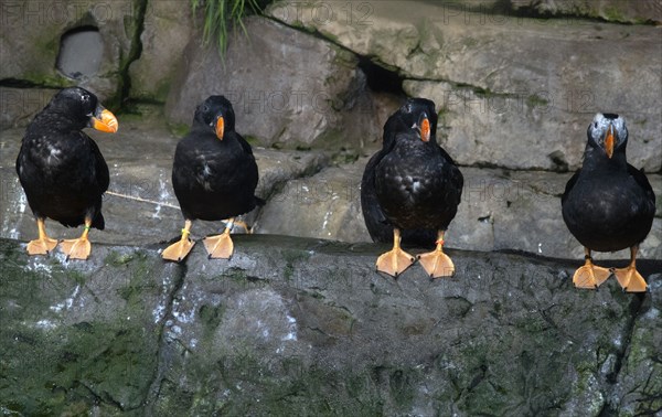 Puffins, Monterey Bay Aquarium, Monterey, California, USA, 2022. Creator: Ethel Davies.