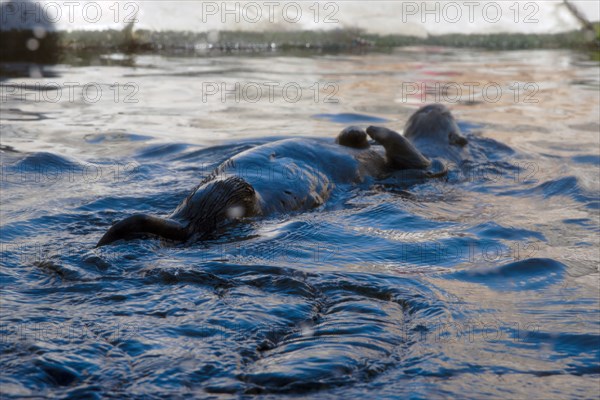 Sea Otter, Monterey Bay Aquarium, Monterey, California, USA, 2022. Creator: Ethel Davies.
