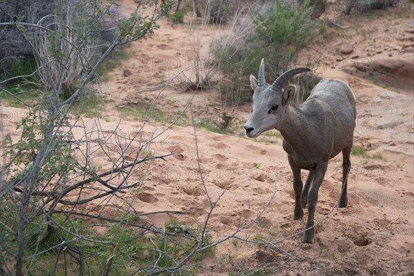 Bighorn Sheep, Valley of Fire, Las Vegas, Nevada, USA, 2022. Creator: Ethel Davies.