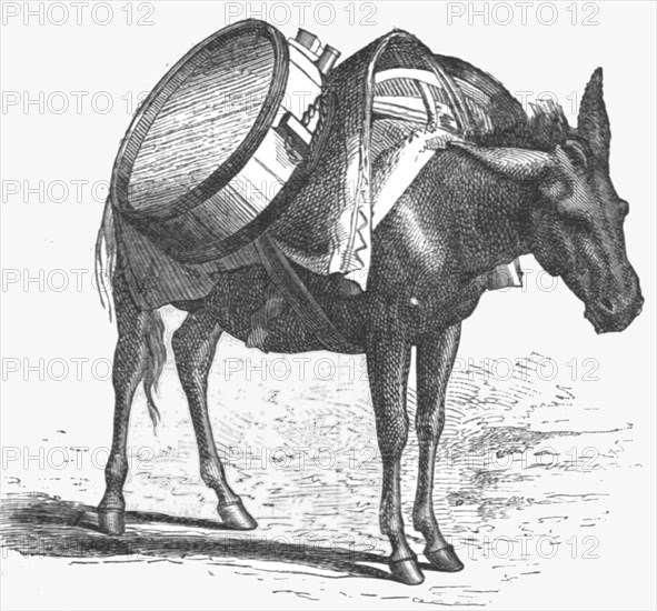 ''Armenian baggage animal; The Caucasus', 1875. Creator: Unknown.